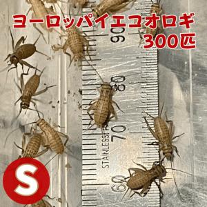 ヨーロッパイエコオロギ Sサイズ 300匹 生餌 生産者直販売