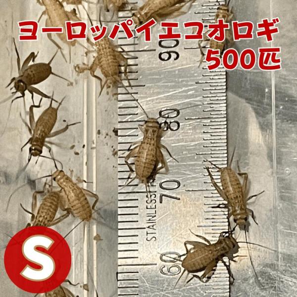 ヨーロッパイエコオロギ Sサイズ 500匹 コオロギ 生餌 生産者直販売