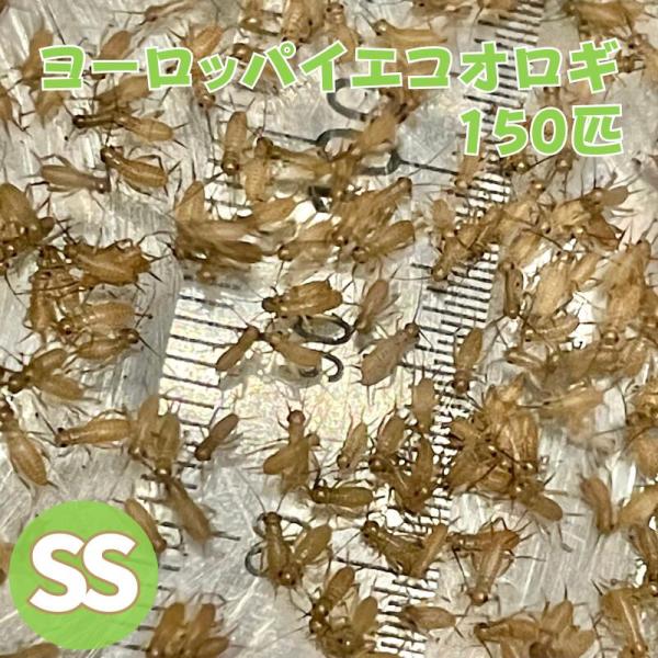 ヨーロッパイエコオロギ SSサイズ 150匹 生餌 生産者直販売 爬虫類 両生類 餌 カナヘビ  ヤ...