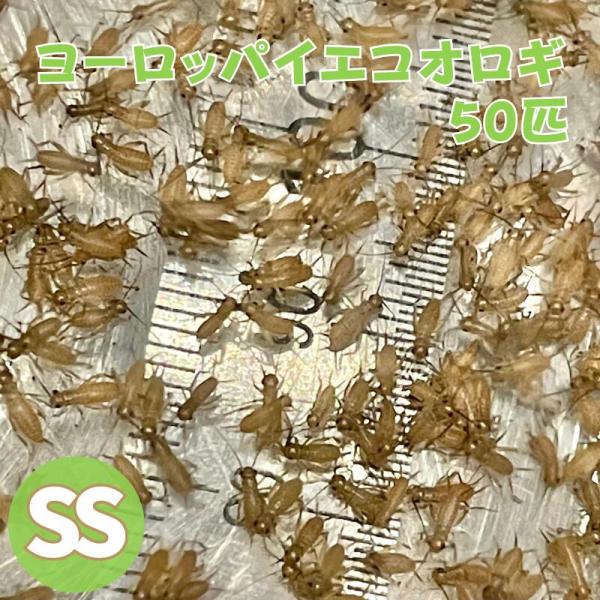 ヨーロッパイエコオロギ SSサイズ 50匹 生餌 生産者直販売