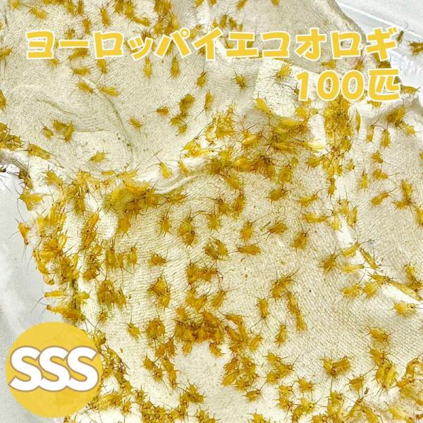 ヨーロッパイエコオロギ SSSサイズ 100匹 生餌 生産者直販売