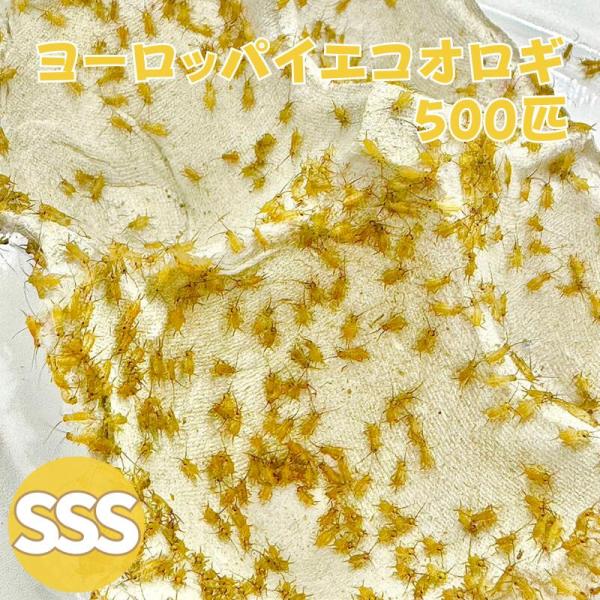 ヨーロッパイエコオロギ SSSサイズ 500匹 生餌 生産者直販売 爬虫類 両生類 餌 カナヘビ ヤ...