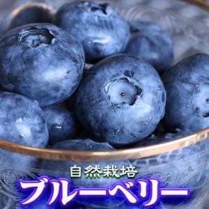 自然栽培 ブルーベリー 無農薬 栃木県 生 大粒 約1kg 約500g×2パック お中元 ギ...