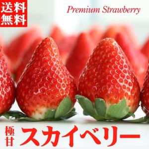 いちご スカイベリー 大粒 約330g×2Pac 極甘 黒糖蜜 イチゴ 送料無料 高級 フルーツ ギフト 栃木 ふるさと 産直