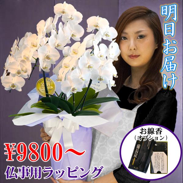 あすつく お供え 花 お悔やみ 胡蝶蘭 各種 2本立て 3本立ち ミディ 大輪 供花 枕花 葬儀 お...