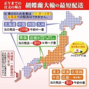 御祝 胡蝶蘭 5本立ち 大輪 65輪以上 生花...の詳細画像4