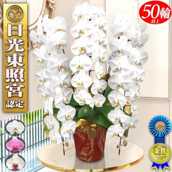 お祝い 胡蝶蘭 大輪 3本立ち 50輪以上 生花 鉢植え ギフト 御祝 開店祝い 就任祝い 移転祝い...