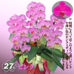 お祝い 献上認定 胡蝶蘭 ミディ 3本立ち 2...の詳細画像2