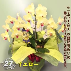 お祝い 献上認定 胡蝶蘭 ミディ 3本立ち 2...の詳細画像3