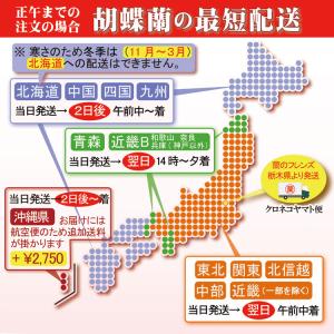 お祝い 献上認定 胡蝶蘭 ミディ 3本立ち 2...の詳細画像5