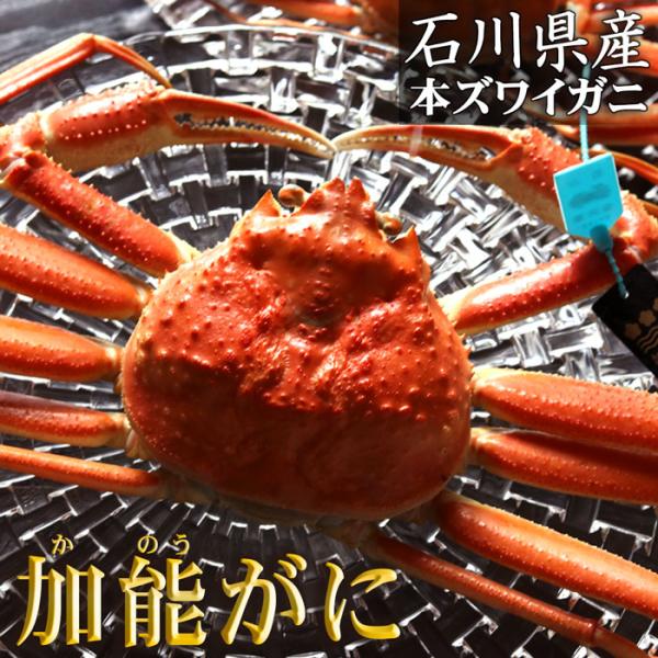 ＼出荷中／ 石川県産 ブランド 本ずわいがに 加能蟹 お歳暮 能登 金沢 蟹 カニ 国産 1杯 約5...