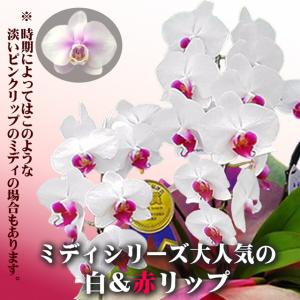 開店 お祝い 胡蝶蘭 ミディ 5本 立ち 60...の詳細画像3