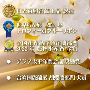 開店 お祝い 胡蝶蘭 ミディ 5本 立ち 60...の詳細画像5