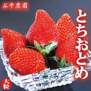 いちご王国 栃木県 代表ブランドいちご とちおとめ 約270g×4パック 送料無料 ギ...