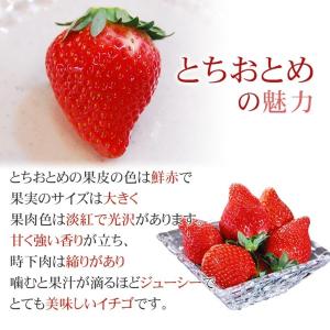いちご王国 栃木県 代表ブランドいちご とちお...の詳細画像1