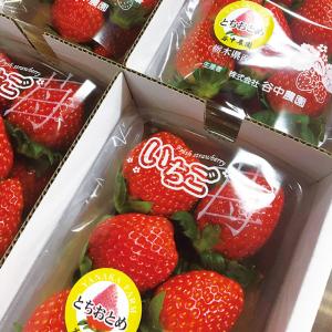 いちご王国 栃木県 代表ブランドいちご とちお...の詳細画像3