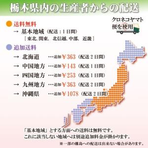 いちご王国 栃木県 代表ブランドいちご とちお...の詳細画像5