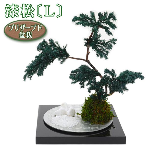 敬老の日 ギフト プリザーブド 盆栽 漆松 Lサイズ 贈答 送料無料 プリザーブドフラワー 苔玉 造...