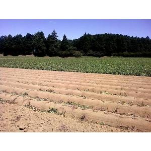 紅はるか 20kg(10kg箱×2) 熊本県産...の詳細画像2