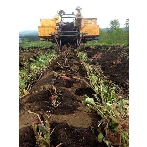 紅はるか 20kg(10kg箱×2) 熊本県産...の詳細画像4