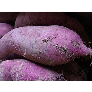 訳あり 新さつま芋 熊本県産 10kg サイズ...の詳細画像2
