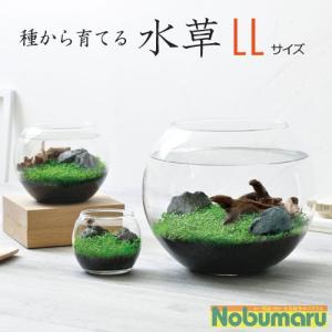 送料無料 種から育てる水草 LLサイズ GD84...の商品画像