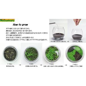送料無料 種から育てる水草 LLサイズ GD8...の詳細画像1