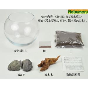 送料無料 種から育てる水草 LLサイズ GD8...の詳細画像2