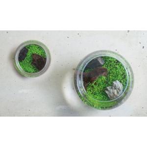 送料無料 種から育てる水草 LLサイズ GD8...の詳細画像4