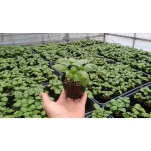おすすめスイカ苗 接ぎ木 虎太郎 9cmポット : 種苗と園芸 農土花NODOKA