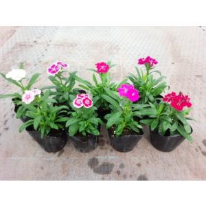 四季咲きナデシコ 花はな 花の苗 の商品一覧 苗 花 ガーデニング 通販 Yahoo ショッピング