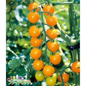 おすすめスイカ苗 接ぎ木 虎太郎 9cmポット : 種苗と園芸 農土花NODOKA