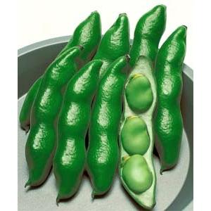 ソラマメ　そら豆　9cmポット苗1株