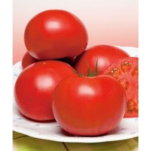 桃太郎セレクト(タキイ種苗）　自根苗　9ｃｍポット