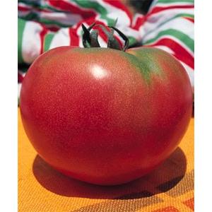 サターントマト　接ぎ木苗　9cmポット　レビューを書いておまけをゲット