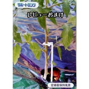サターントマト 接ぎ木苗 9cmポット レビュ...の詳細画像1