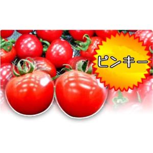 ミニトマト ピンキー 接ぎ木苗 9cmポット レ...の商品画像