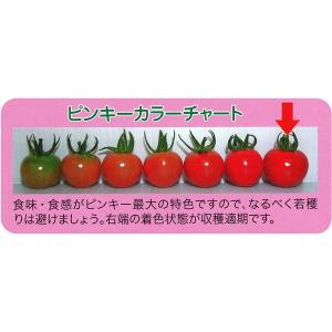 ミニトマト ピンキー 接ぎ木苗 9cmポット ...の詳細画像2