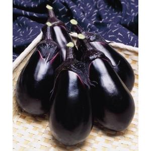 トゲなし水茄子 Sl紫水 タキイ種苗 接ぎ木苗 9cmポット おまけ付き Tugislshisui9 種苗と園芸 農土花nodoka 通販 Yahoo ショッピング