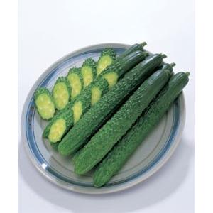 おすすめスイカ苗 接ぎ木 虎太郎 9cmポット : 種苗と園芸 農土花NODOKA
