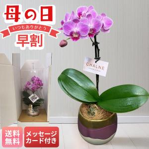 早割 母の日 プレゼント 2026 母の日ギフト 生花 花 鉢植え 70代 60代 メッセージカード付き マイクロ胡蝶蘭 シャルネ鉢 3号鉢 蘭 コチョウラン MC-SY