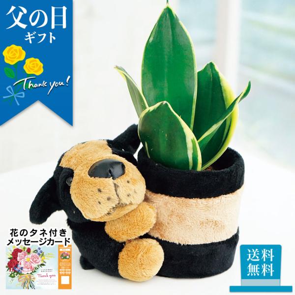 早割 父の日 プレゼント 2024 父の日ギフト 観葉植物 鉢植え 雑貨 ポット インテリア サンス...