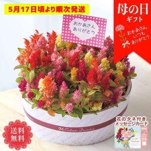 ＜5月17日頃より順次発送＞ 遅れてごめんね 母の日 プレゼント 2023 花 ギフト 鉢植え 母の日ギフト 人気 セロシア　カシミアデコレーション「MY37-34」