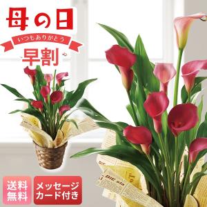 早割 母の日 プレゼント 2026 母の日ギフト 花 ギフト 生花 鉢植え 70代 60代 メッセージカード付き カラー ( チェリーソルベ ) 4号鉢 長持ち MY37-32C