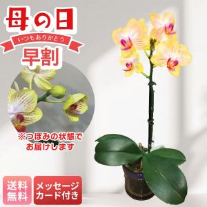 早割 母の日 プレゼント 2026 母の日ギフト 花 ギフト 生花 鉢植え 70代 60代 メッセージカード マイクロ胡蝶蘭 ( ゴールドベイビー ) 胡蝶蘭 2.5号鉢 MC37-3