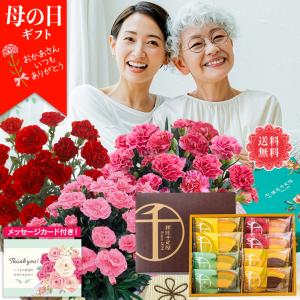 母の日 ギフト プレゼント 花 鉢 植え 70代 60代 メッセージカー ド付き 2025 スイーツ お菓子 3種類 カーネーション ＆「銀座千疋屋」銀座フルーツクーヘン
