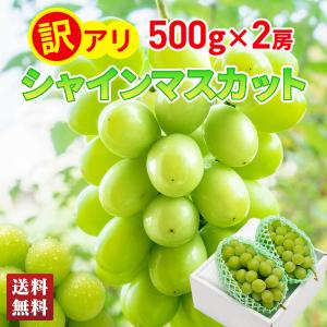 ぶどう シャインマスカット 訳あり 2025 送料無料 フルーツ 果物 プレゼント 山形県産 ワケアリ シャインマスカット 葡萄 ブドウ 500g×2房 JATS-1S