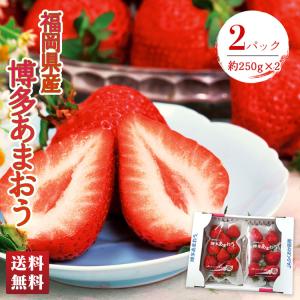 クール便  あまおう いちご イチゴ バレンタイン ご自宅用