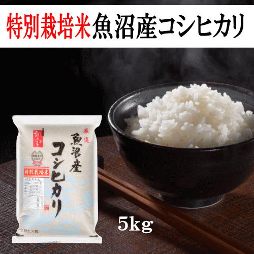 令和７年産 特別栽培米魚沼産コシヒカリ ５ｋｇ 送料無料 おこめ 精米 新潟