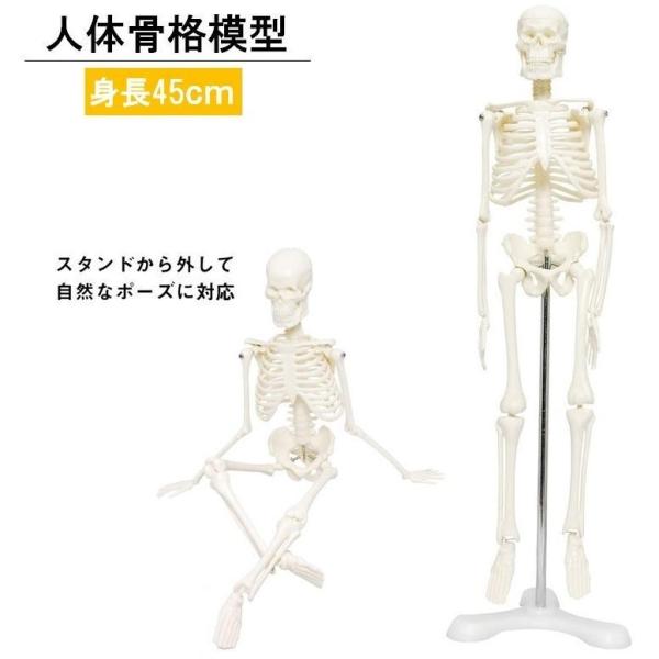 人体模型 人体骨格模型 骨格標本 45cm 1/4 モデル ホワイト 台座 可動域 直立 スタンド ...